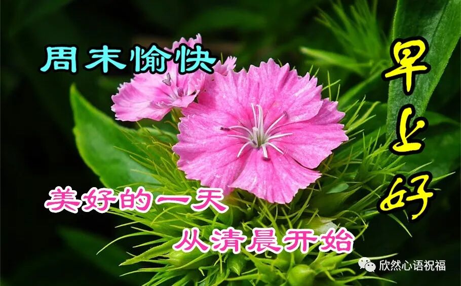 周末愉快!吉祥的清晨,真诚的祝福!__欣然心语祝福_-为新搜