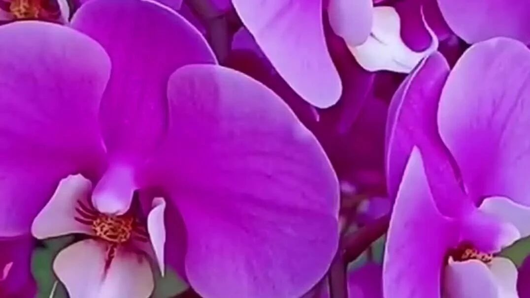 周四愉快！早上一声好，万事都美好