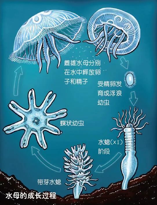 水母沧海变幻唯我独尊