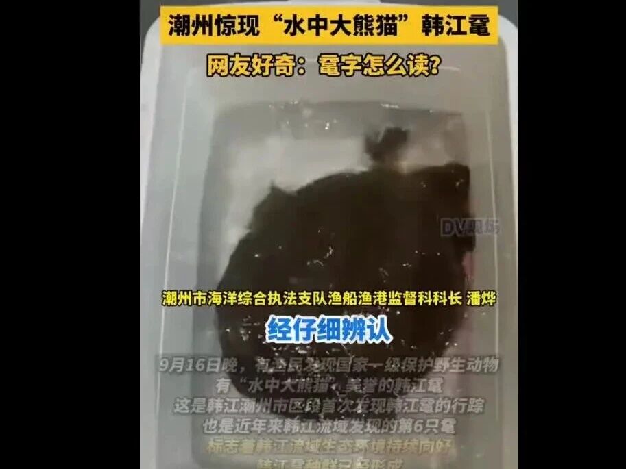 罕见！渔民捕到“通天河神兽”,“通天河神兽”现身广东！该物种已生存1.75亿年…