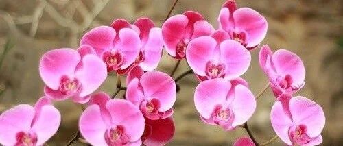 男女命格，没有官杀，会有哪些意象？