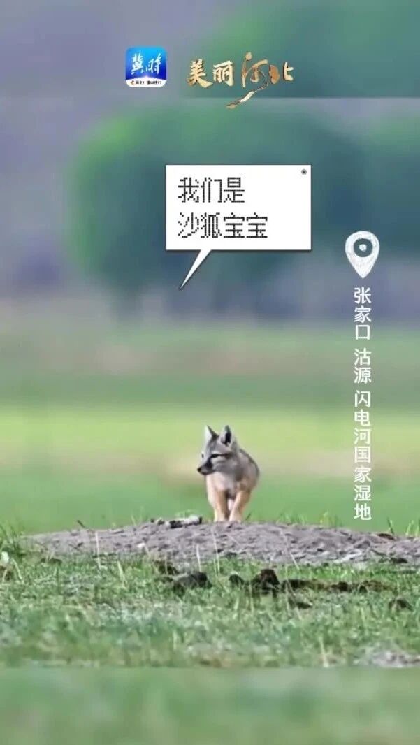 你早，河北｜石家庄人口增长因何由负转正；今年高考有哪些新变化；解放军中将送美方三句话；印度为何火车事故频发-1