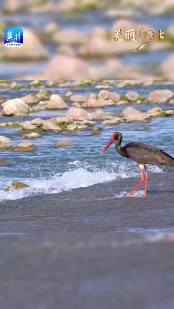 点击阅读原文参与活动⭐或许你见过“五彩斑斓的黑”吗？