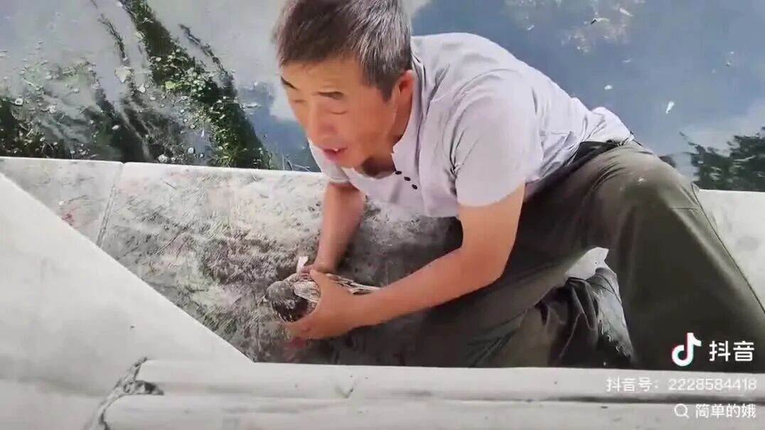 天津和平鸽归巢主人激动吹哨迎接