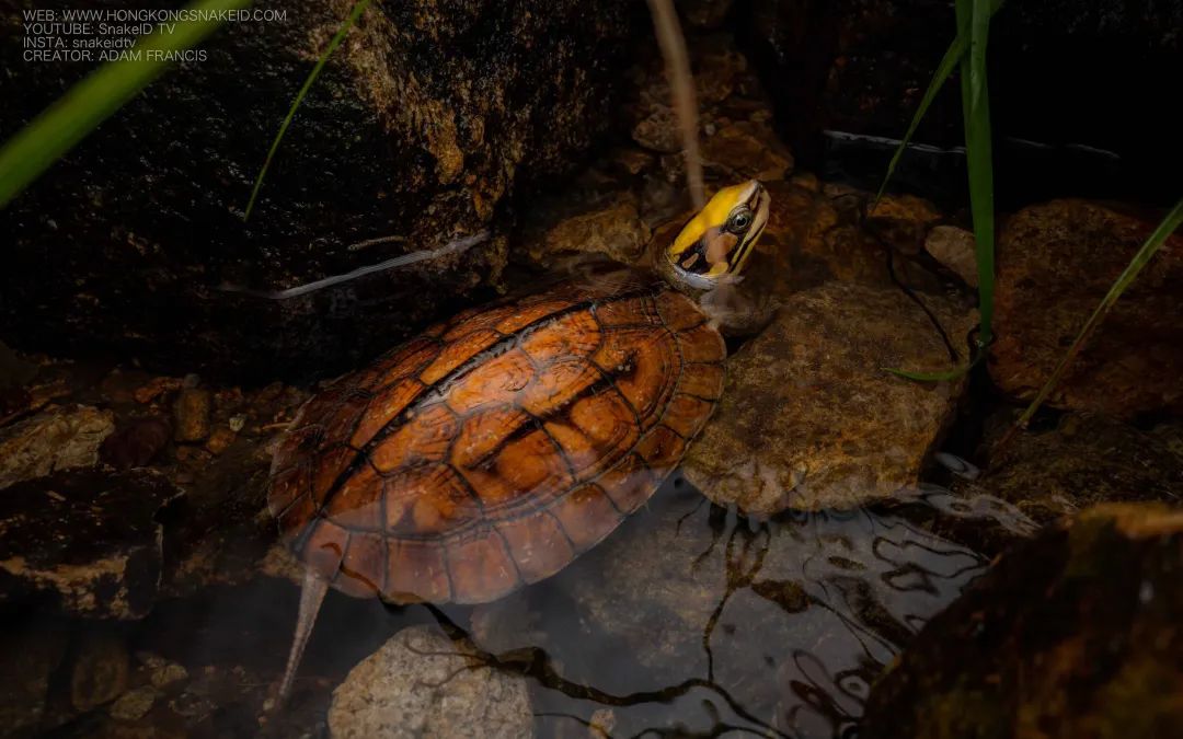 Golden Coin Turtle - Asian Three Striped Box Turtle - Cuora trifasciata