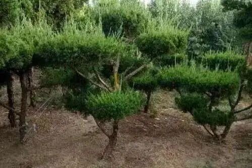 雨后苗木东倒西歪怎么办？实用招数让小树稳稳站起来