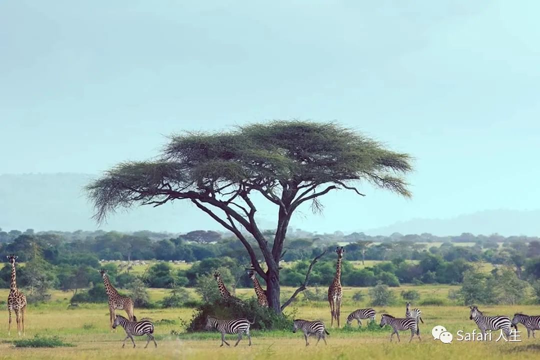 金合欢树非洲颜值最高最受欢迎最能代表非洲的树