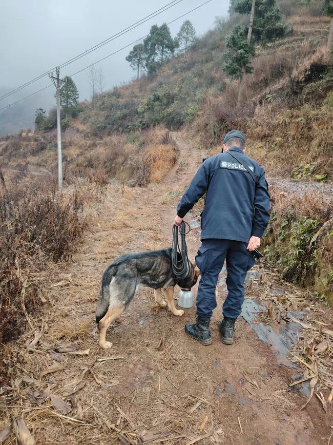 【3】警犬“涂涂”参与搜救。曲靖公安供图.jpg