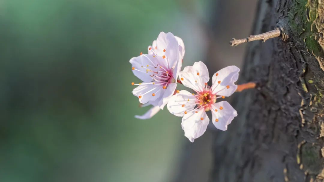 摄图网_507763092_春天樱花特写(企业商用).jpg