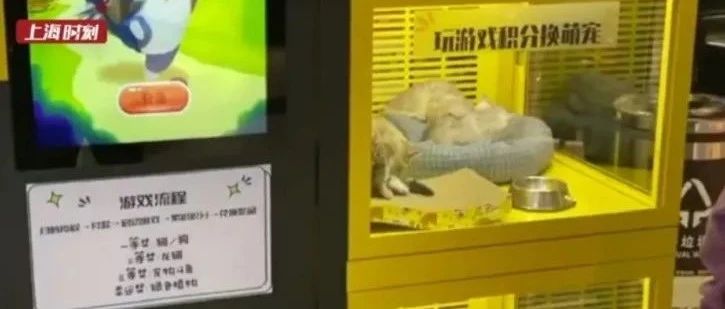 上海商场惊现宠物抽奖箱！活生生的宠物被关在狭窄的机器里！网友：这是虐待！