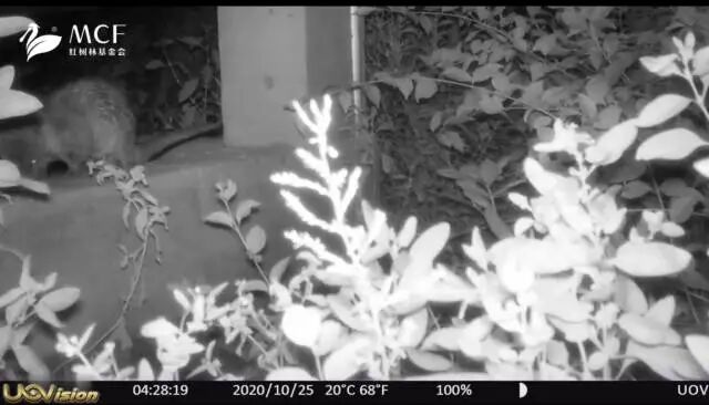 出现在红外相机里的欧亚水獭