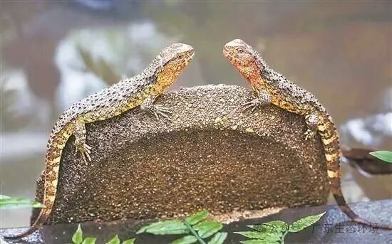 国家一级保护野生动物鳄蜥.jpg
