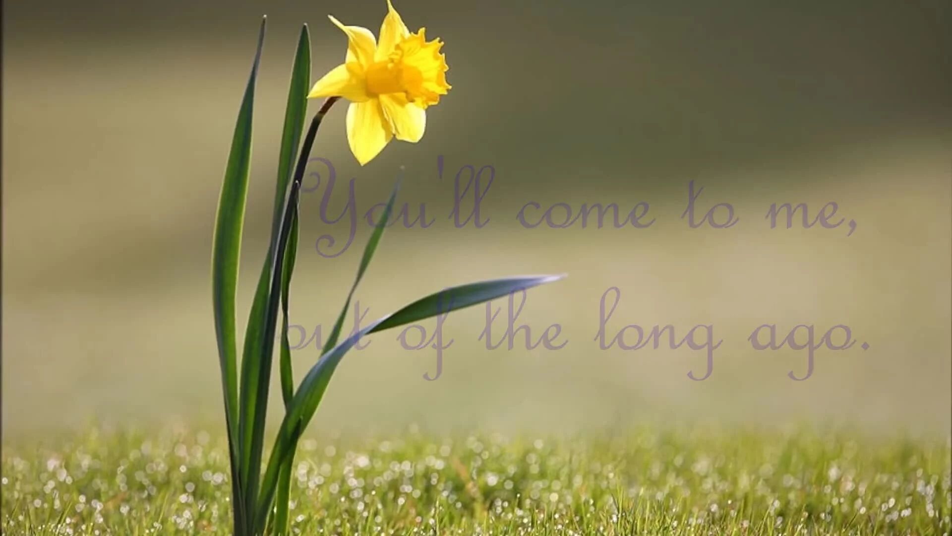 收录于合集⭐凄美小提琴《日瓦格医生》主题曲