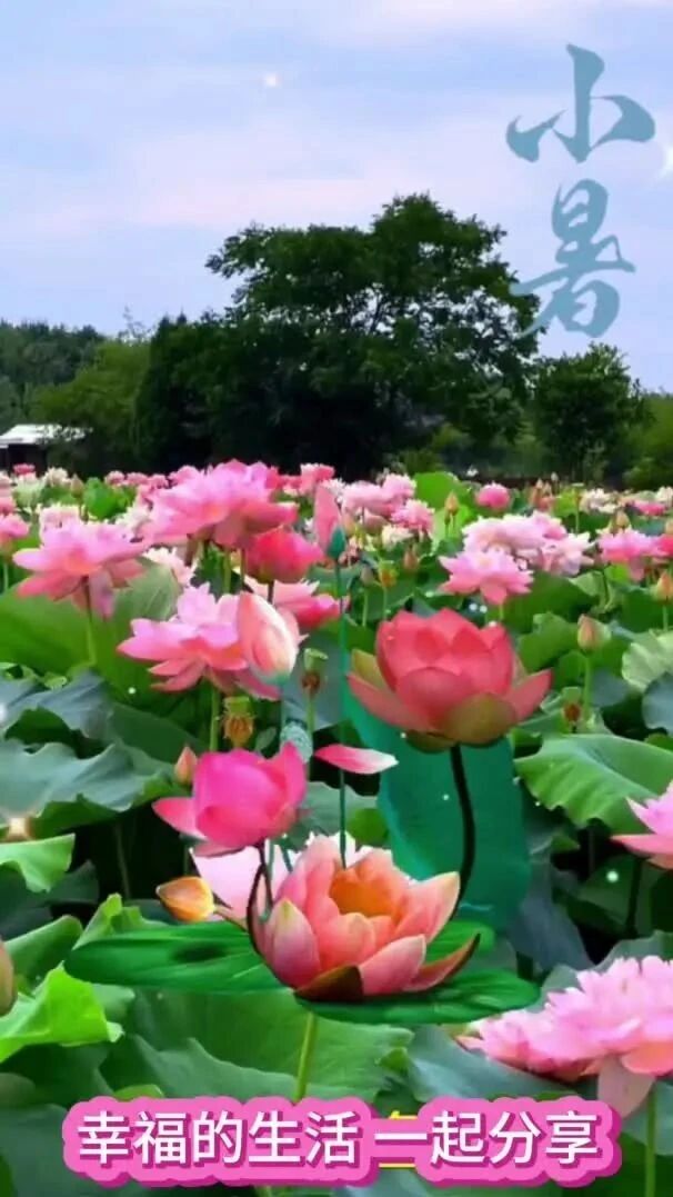 今日小暑，幸福好运非你莫属！注意防暑！