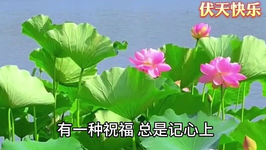 今日初伏，祝朋友夏日安康