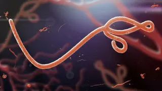 Ebola virus