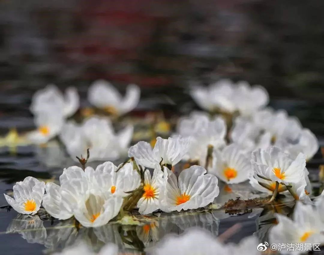 海菜花_春菜花春菜花 影音先锋_都安海菜花几月开花