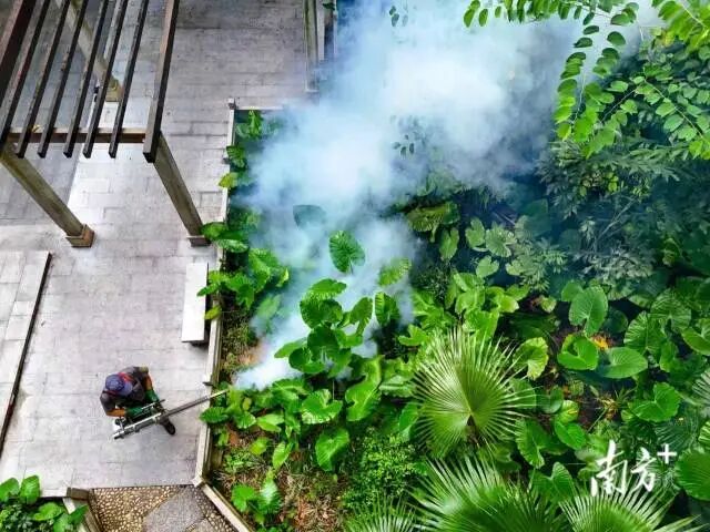 攻坚关键期，直击基孔肯雅热防控一线_南方+_南方plus