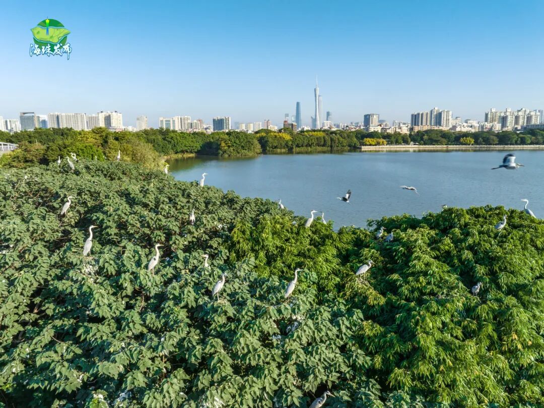 海珠湿地推文3.jpg