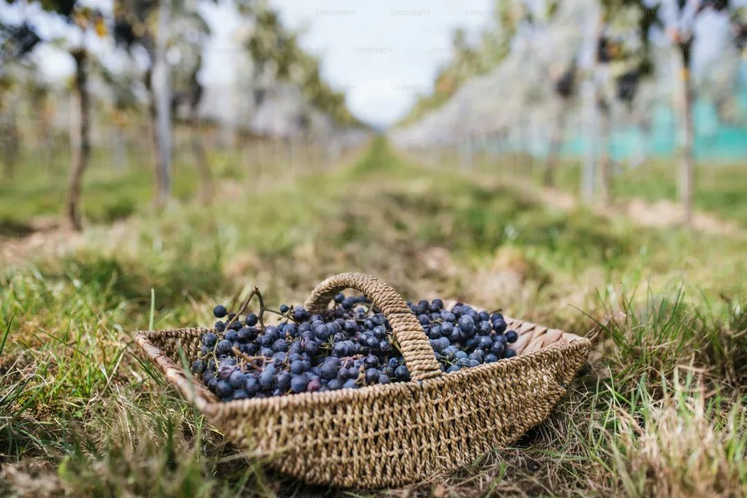 Basket with blue grapes in vineyard, grape harvest concept.