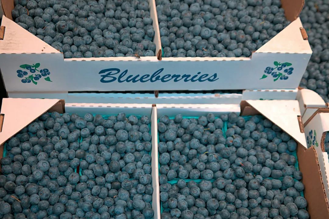 a bunch of blueberries sitting in a bin