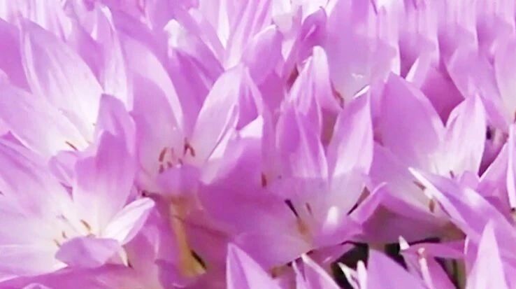 收录于合集⭐美好的星期一，祝您心情愉悦！