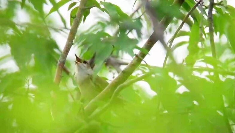 早安晨曲，鸟语花香！