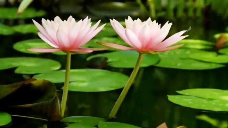 不用打字就可以聊天的图片【中】