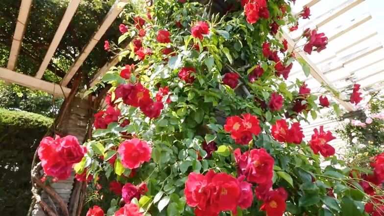 年底了，一首《挚友》送给好朋友！