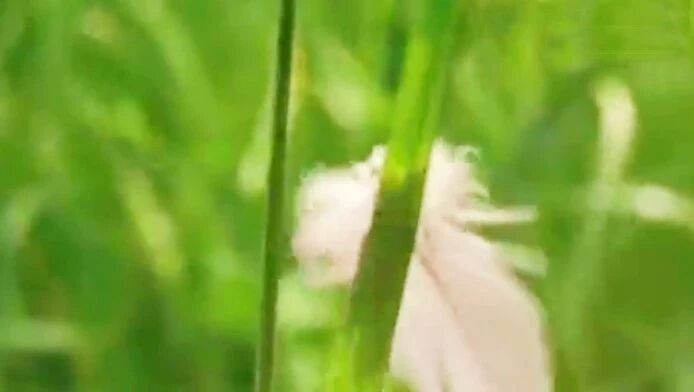 收录于合集⭐轻音乐《心灵渴望》祝福安康、幸福、美好永远陪伴身旁！