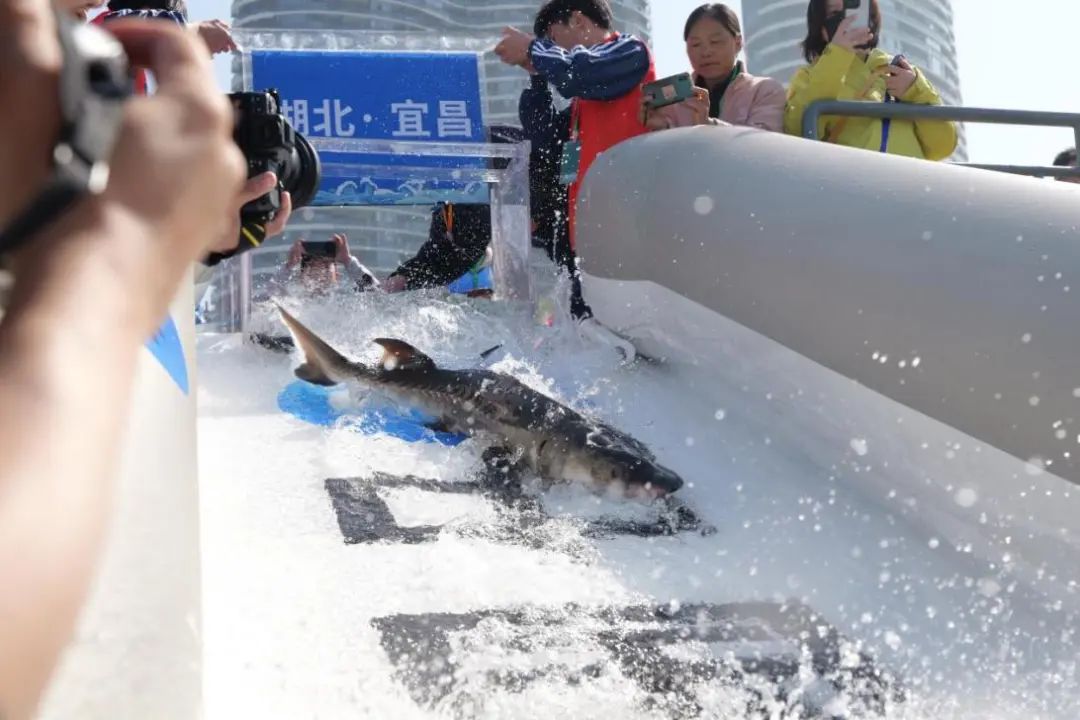 7.中华鲟回归长江 摄影：汤永浩