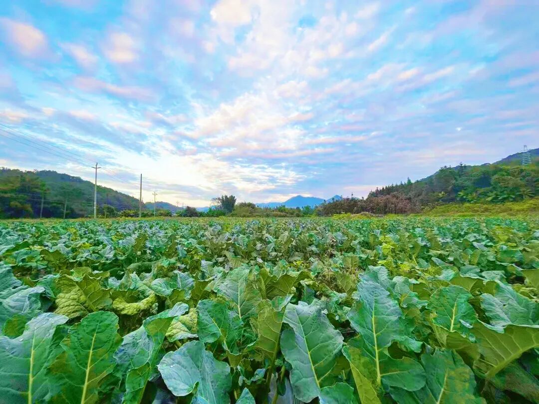 恩村西蓝花种植基地（来源：城口镇人民政府）