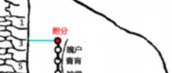 【穴位科普199】　附分穴