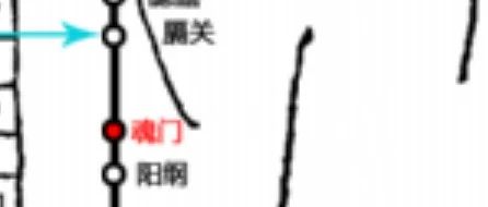 【穴位科普205】　魂门穴