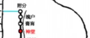 【穴位科普202】　神堂穴