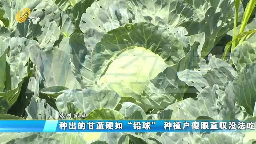 种甘蓝硬如铅球农户傻眼