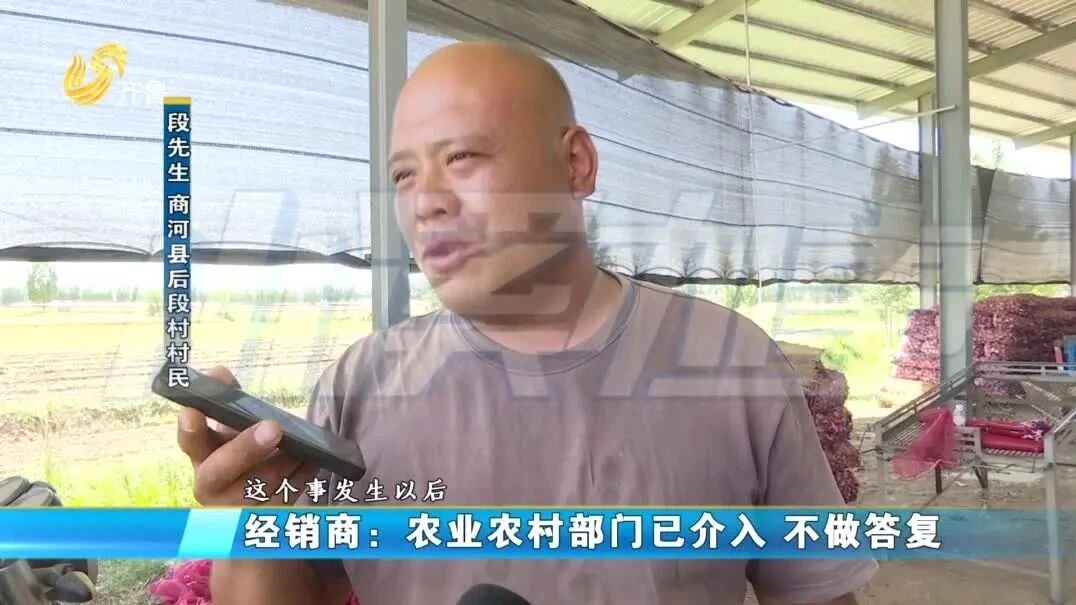 种甘蓝硬如铅球农户傻眼