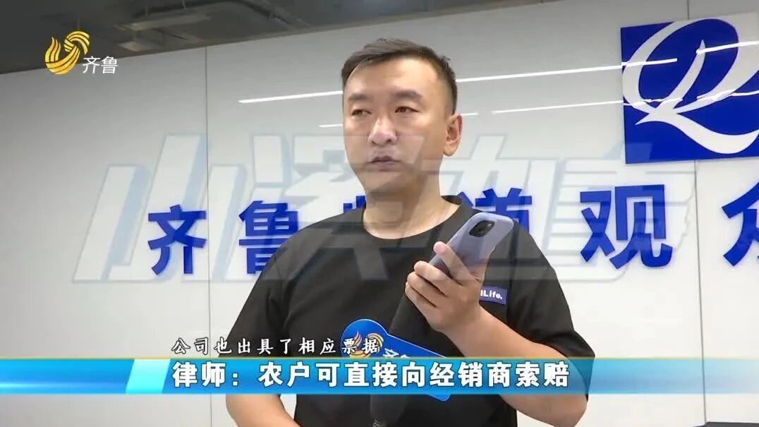 种甘蓝硬如铅球农户傻眼