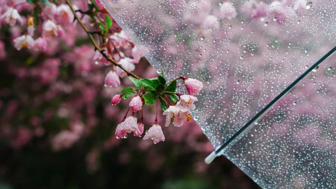 摄图网_507732836_春雨后的海棠花(企业商用).jpg