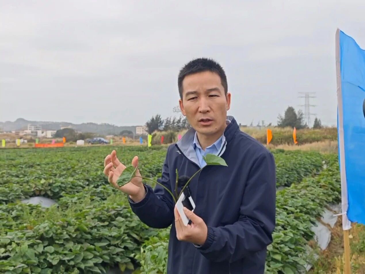 广东省农业科学院作物研究所高级农艺师陈新亮