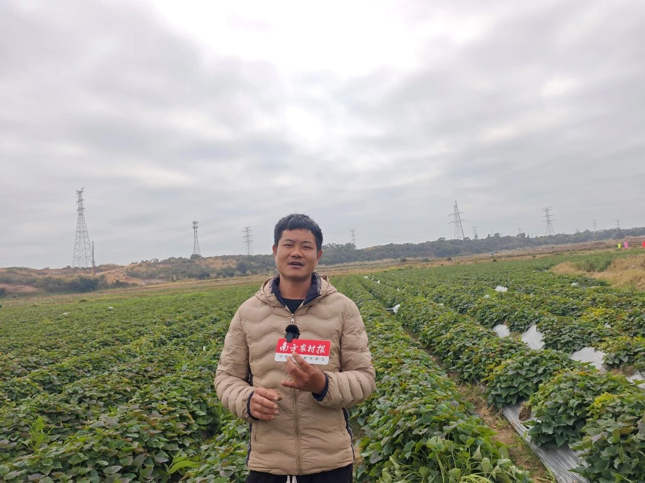 植物龙甘薯种植技术员李佳逢