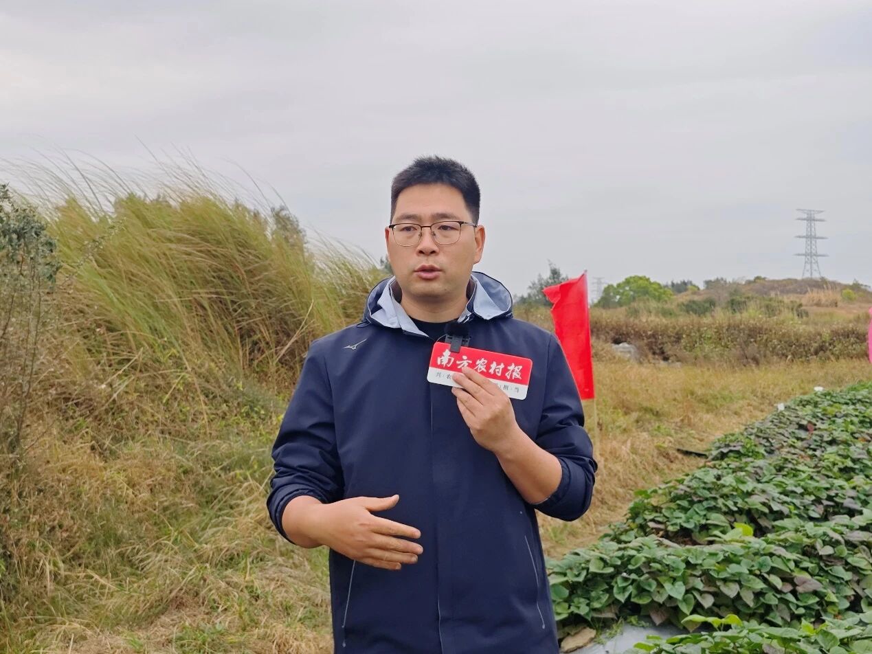 广东省农业科学院作物研究所副研究员杨义伶