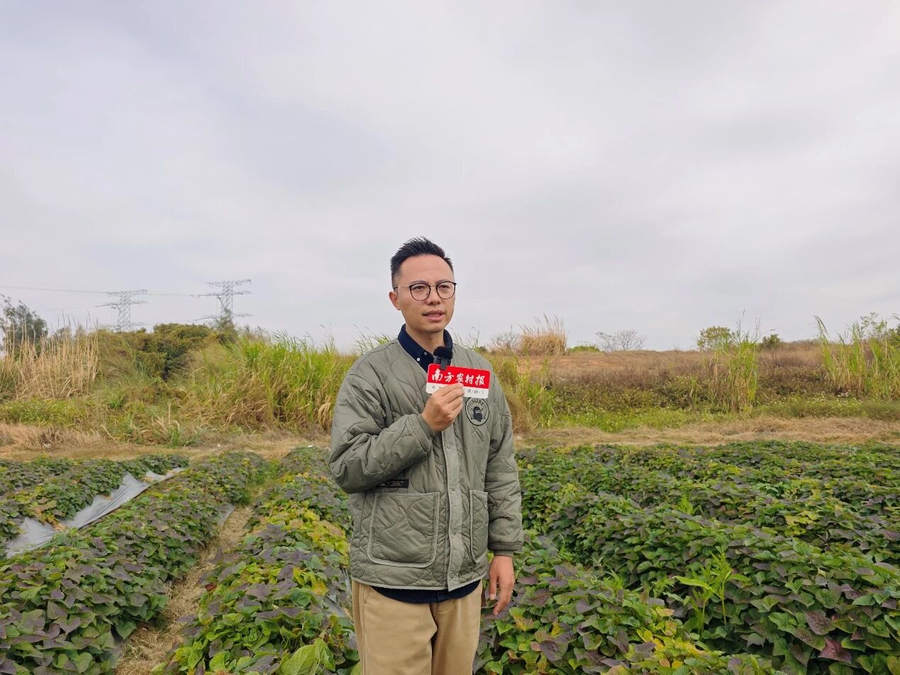 广东省农业科学院作物研究所助理研究员唐朝臣