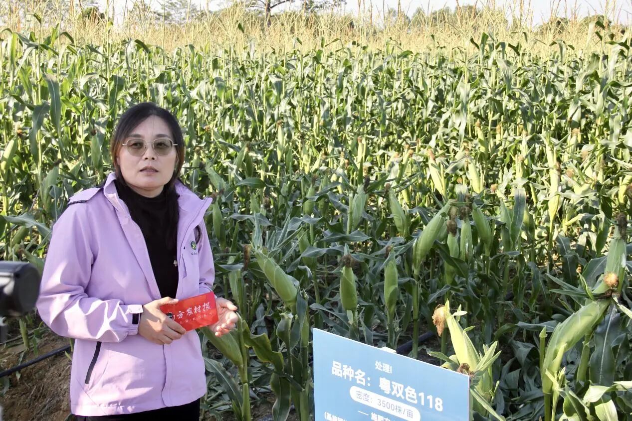 广东省农业科学院作物研究所副研究员李春艳