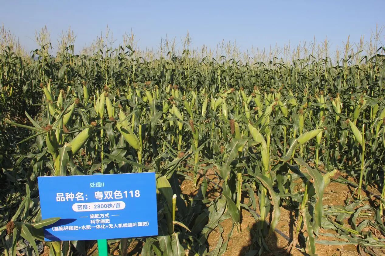 技术变革在田间，广东甜玉米种植新实践