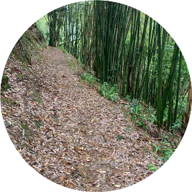 大山其华