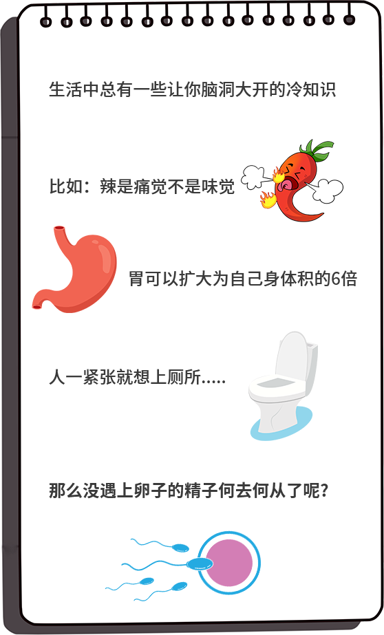 精子离开男性身体后，还能活多久？没投胎成功的都去哪里了？答案是...
