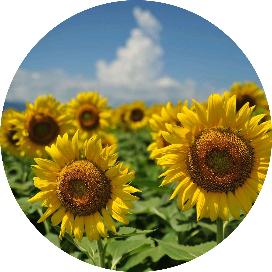 梦里花开知多少