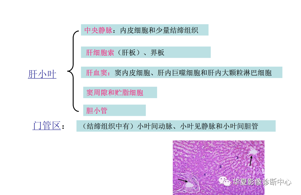 肝脏的解剖组织结构及影像学检查