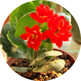 锦上添花的退休生活